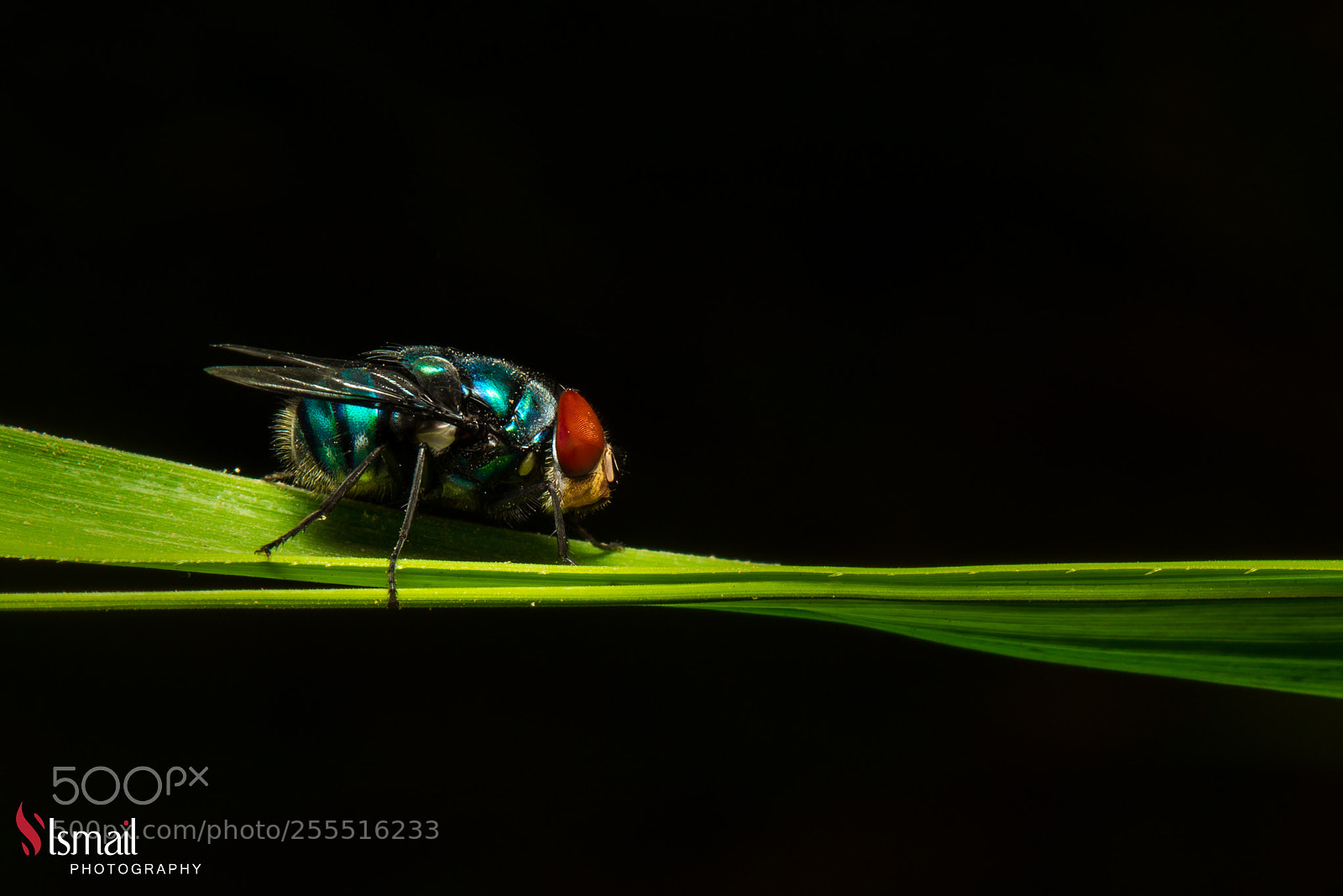 Nikon D800 sample photo. Fly photography