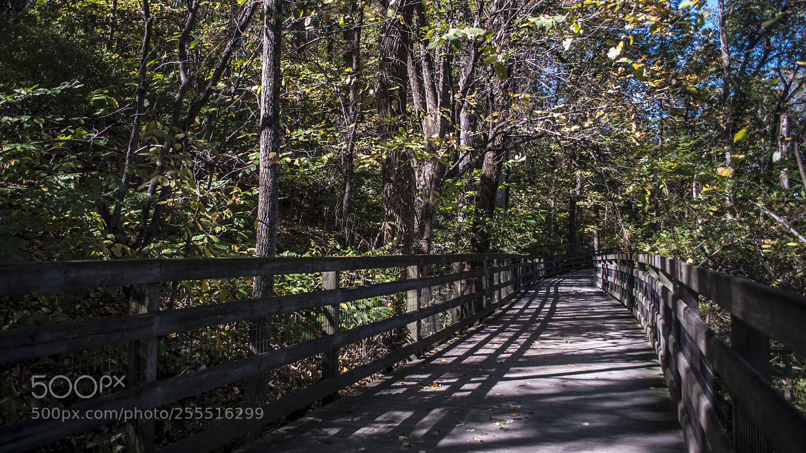 Nikon D90 sample photo. Wooden walkway photography