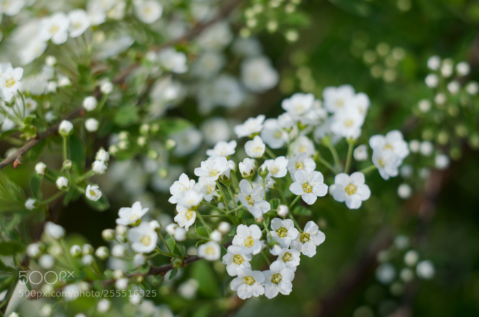 Nikon D7000 sample photo. Soft focused close up photography