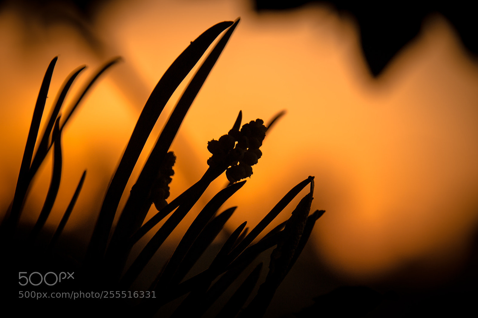 Nikon D3100 sample photo. Sunny evening photography