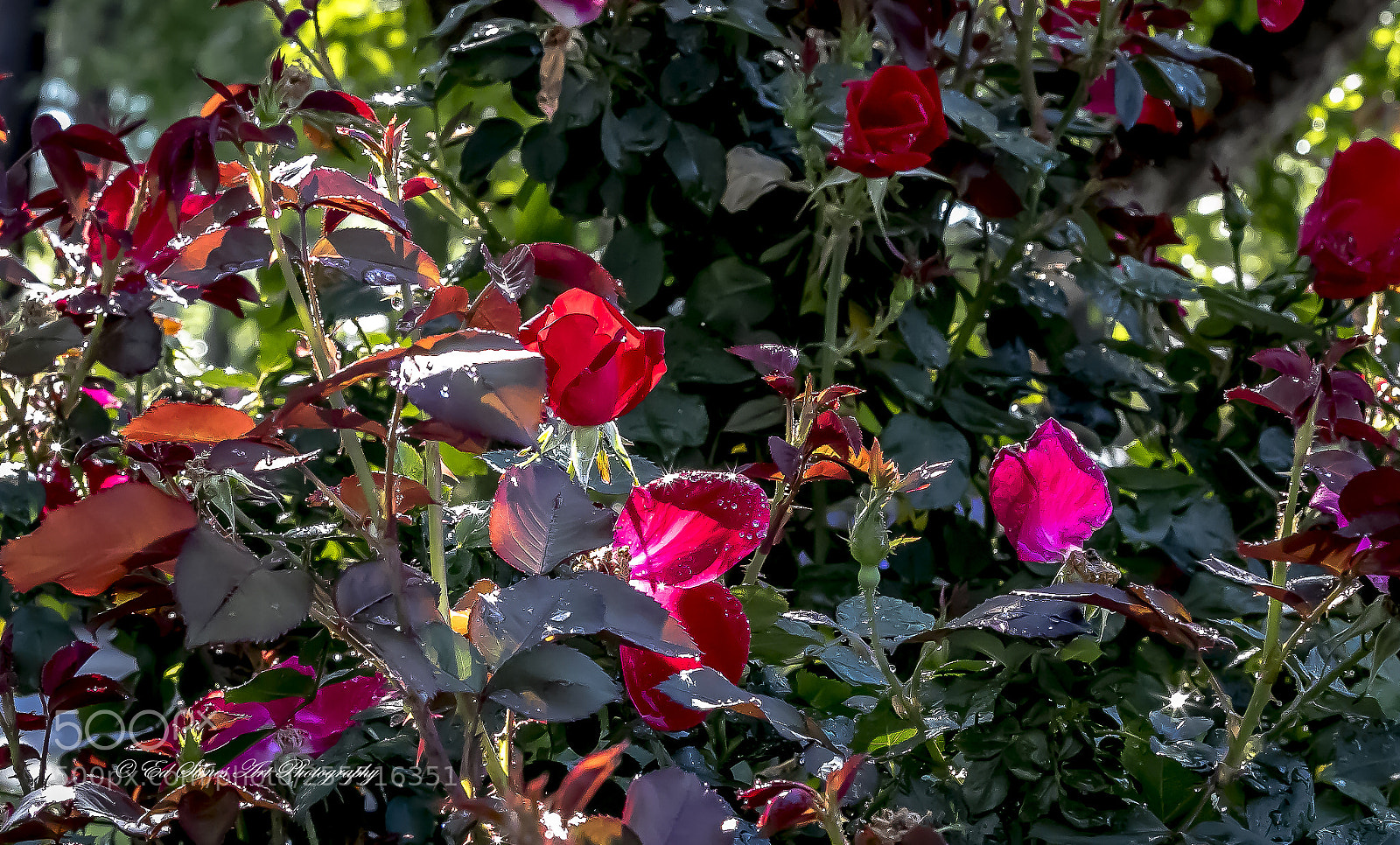 Canon EOS 7D Mark II sample photo. Diamonds of the rain photography