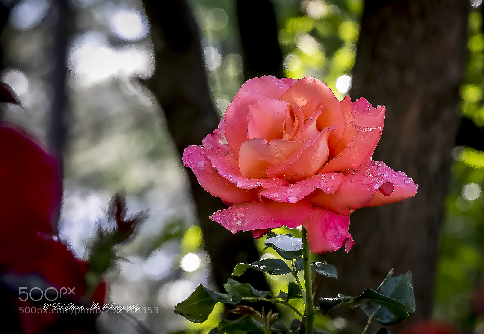 Canon EOS 7D Mark II sample photo. The beauty of nature photography