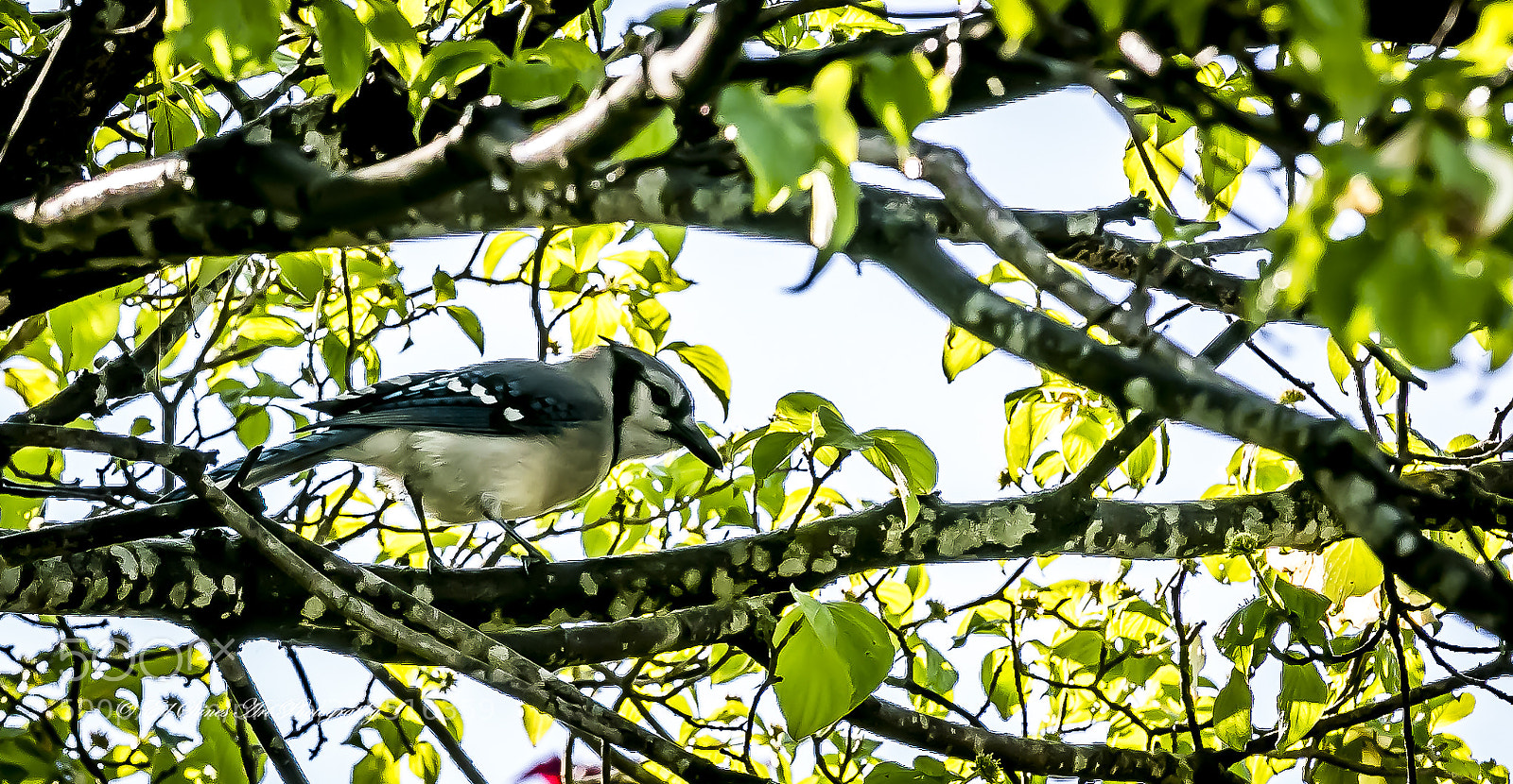 Canon EOS 7D Mark II sample photo. Bluejay from below photography