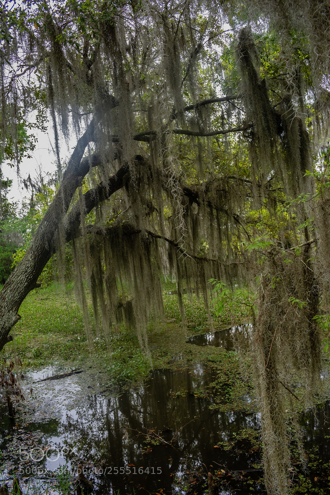 Nikon D7200 sample photo. Spanish moss photography