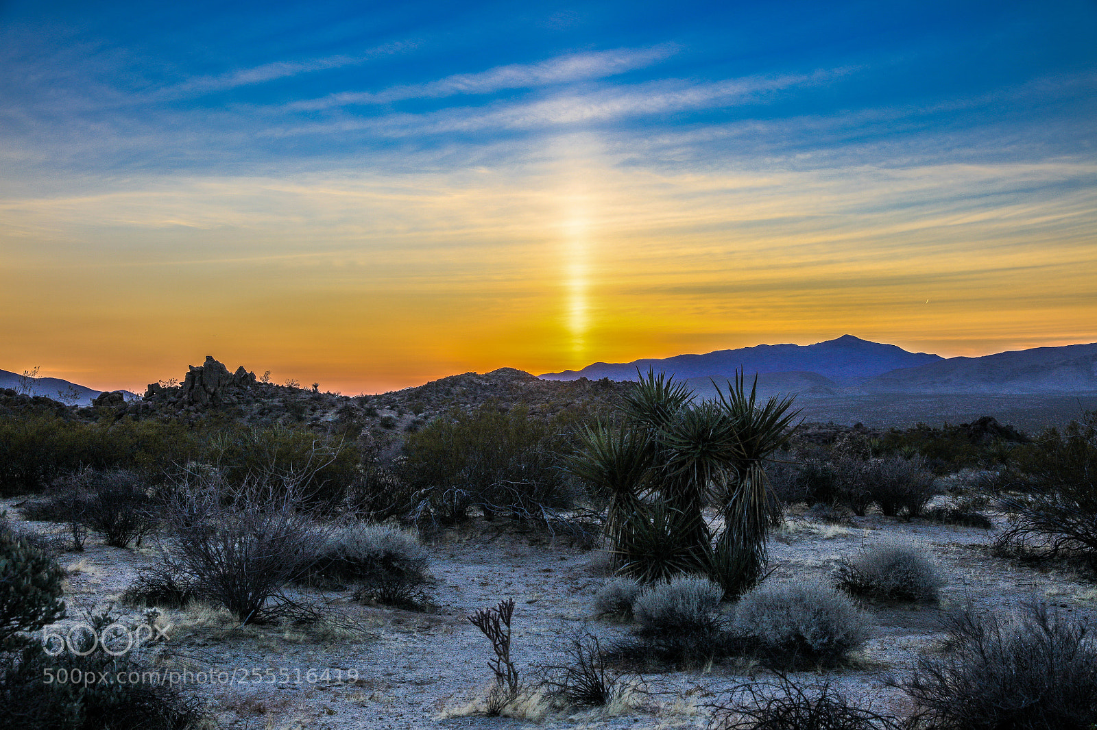Canon EOS 5DS R sample photo. Joshua tree sunset photography