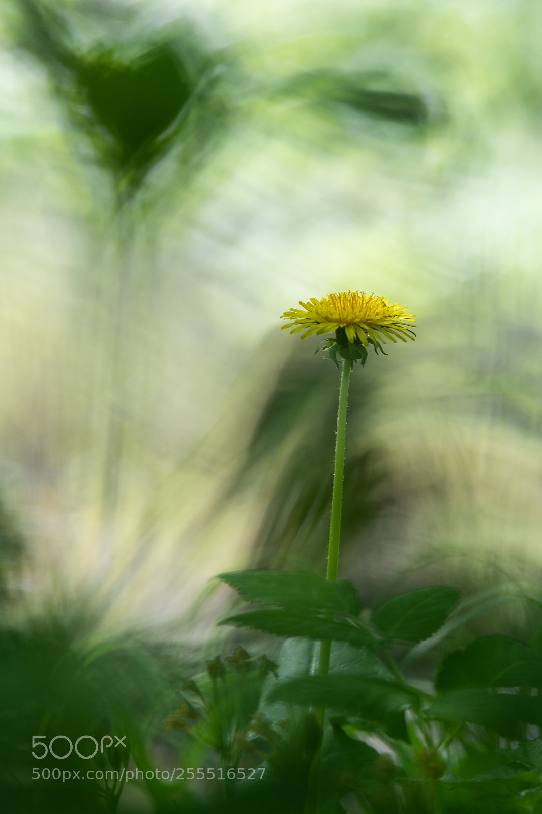 Nikon D500 sample photo. Hp photography