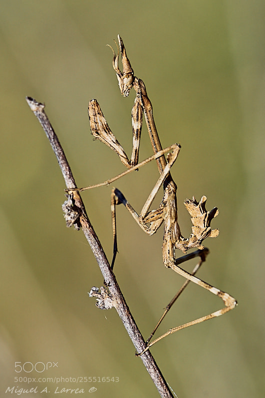 Sony ILCA-77M2 sample photo. Empusa photography