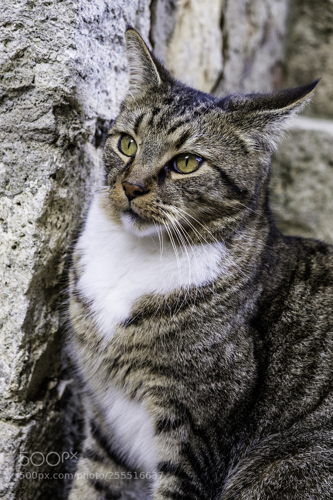 Fujifilm X-T1 sample photo. Tom photography
