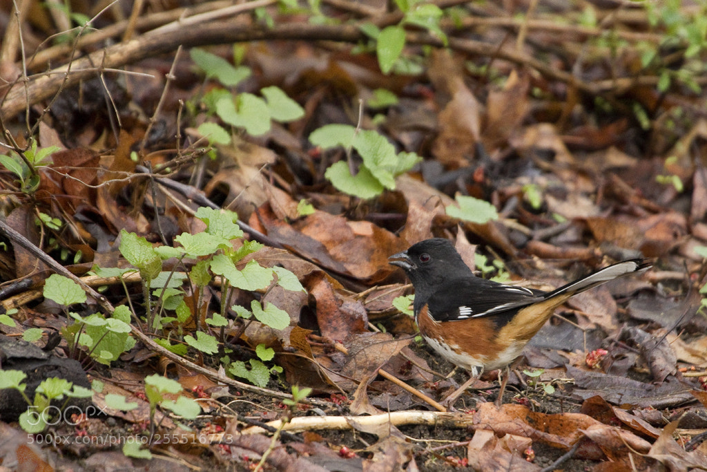 Canon EOS 7D Mark II sample photo. Eastern towhee, connecticut, 2018 photography