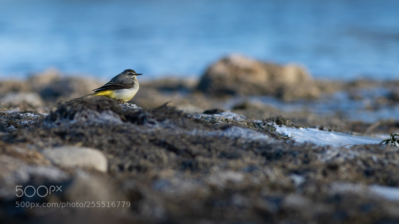 Canon EOS 7D Mark II sample photo. Bird by the shore photography