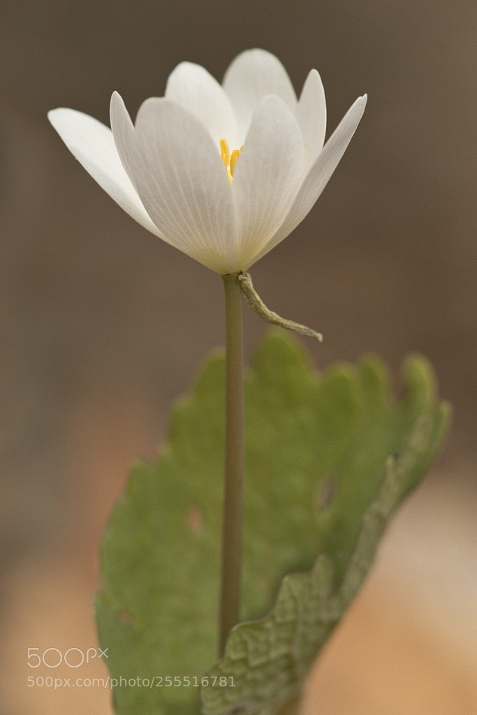 Canon EOS 7D Mark II sample photo. Bloodroot, southbury, ct, 2018 photography