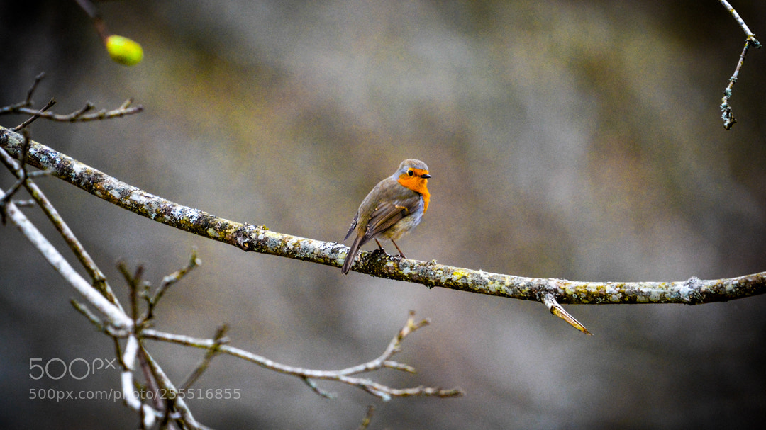 Nikon D5200 sample photo. Red robin. photography