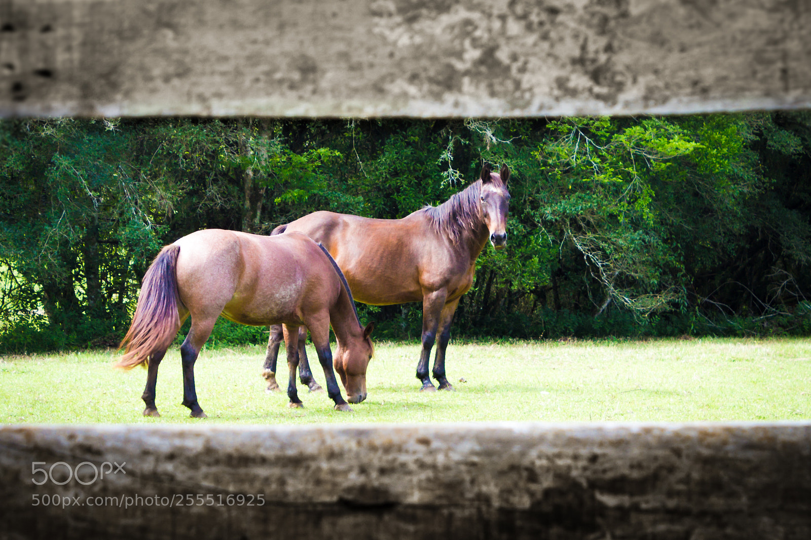 Canon EOS 600D (Rebel EOS T3i / EOS Kiss X5) sample photo. Cavalos no pasto photography