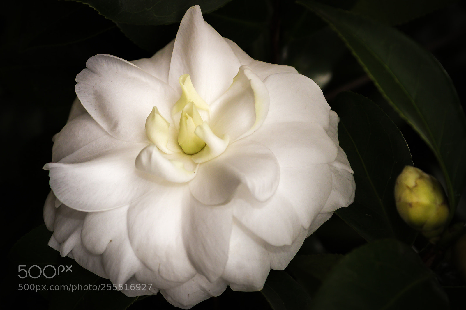 Canon EOS 600D (Rebel EOS T3i / EOS Kiss X5) sample photo. Flor branca photography
