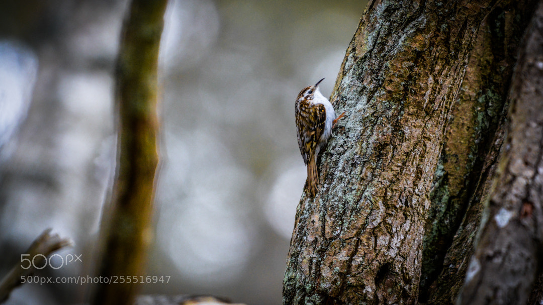 Nikon D5200 sample photo. Treecreeper. photography