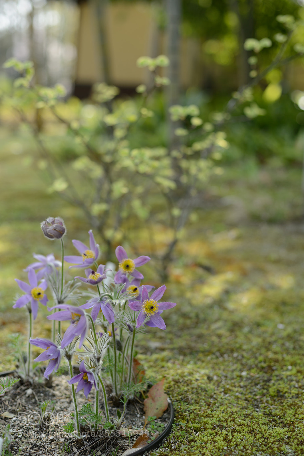 Nikon Df sample photo. Purple flower photography