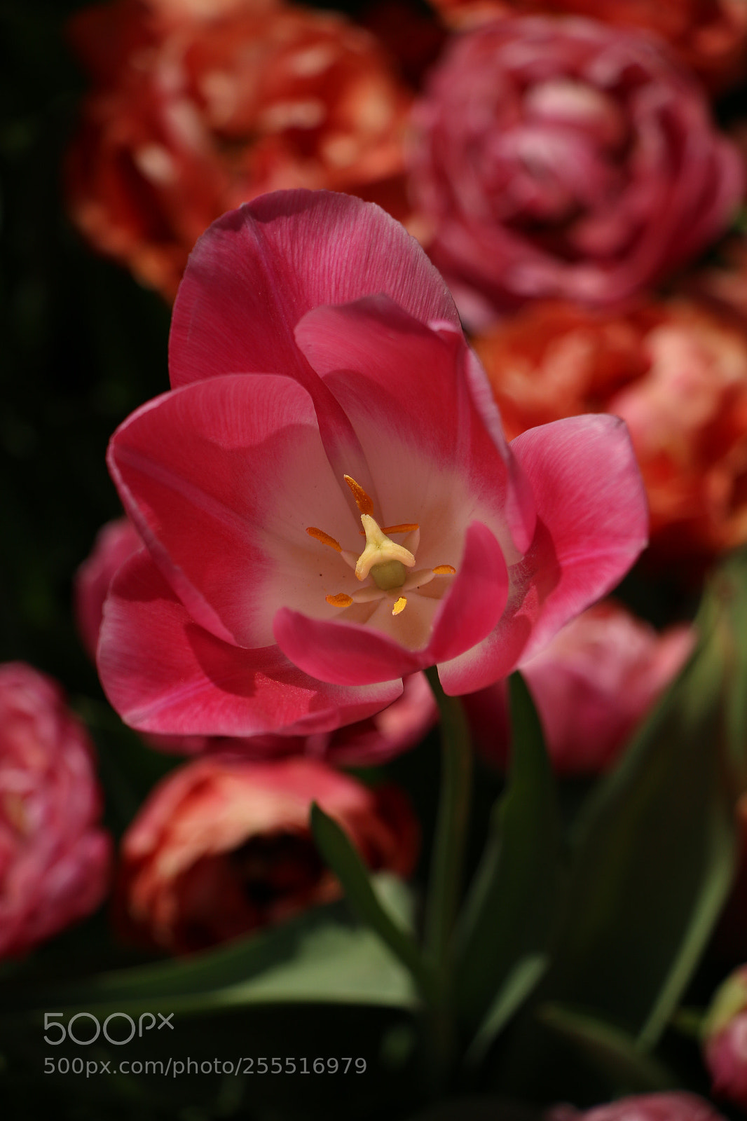 Canon EOS 70D sample photo. Tulip photography