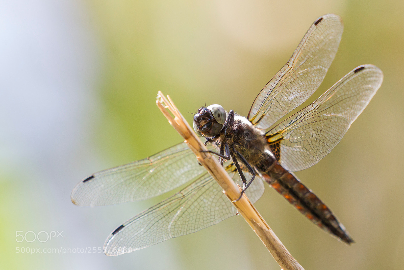 Canon EOS-1D Mark IV sample photo. Dragonfly at noon photography