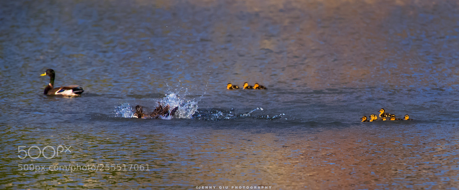 Canon EOS 5D Mark IV sample photo. Cruising the lake photography