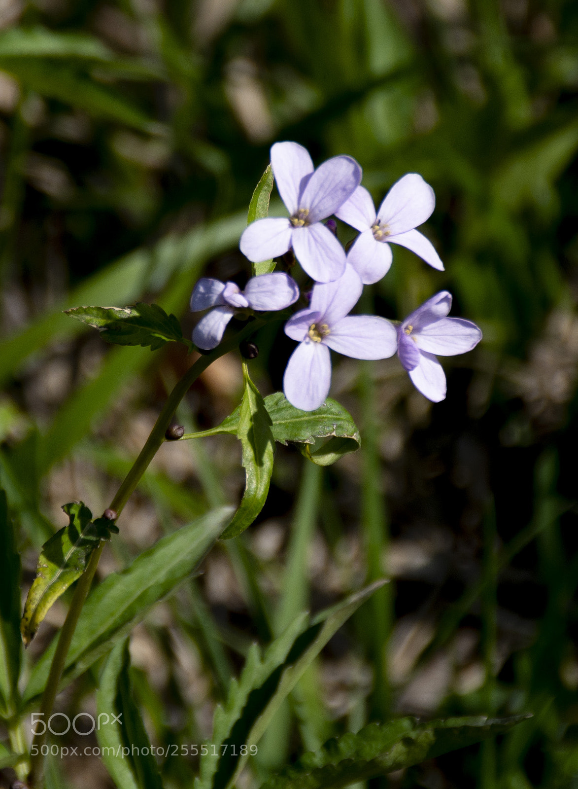 Pentax K-30 sample photo. Piccolo fiore di prato photography