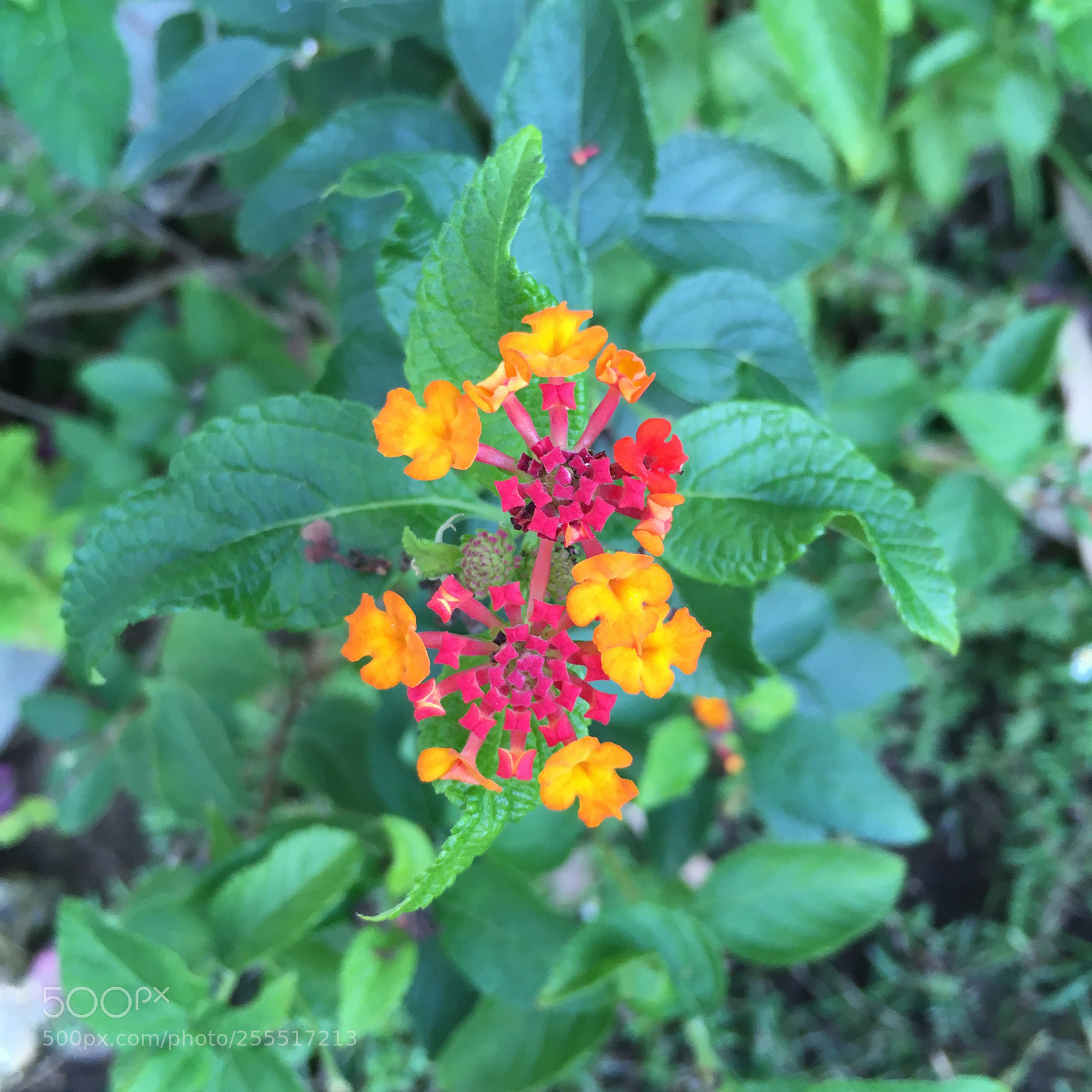 Apple iPhone SE sample photo. Untitled photography