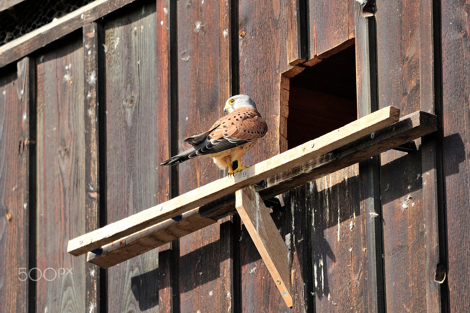 Nikon D3 sample photo. Common kestrel photography