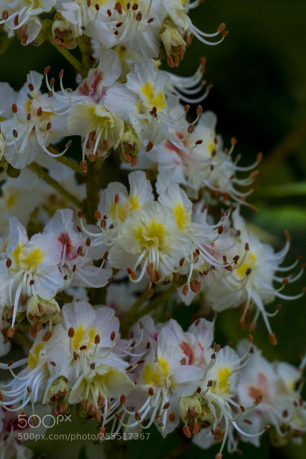 Canon EOS 70D sample photo. Kastanienblüte weiß photography