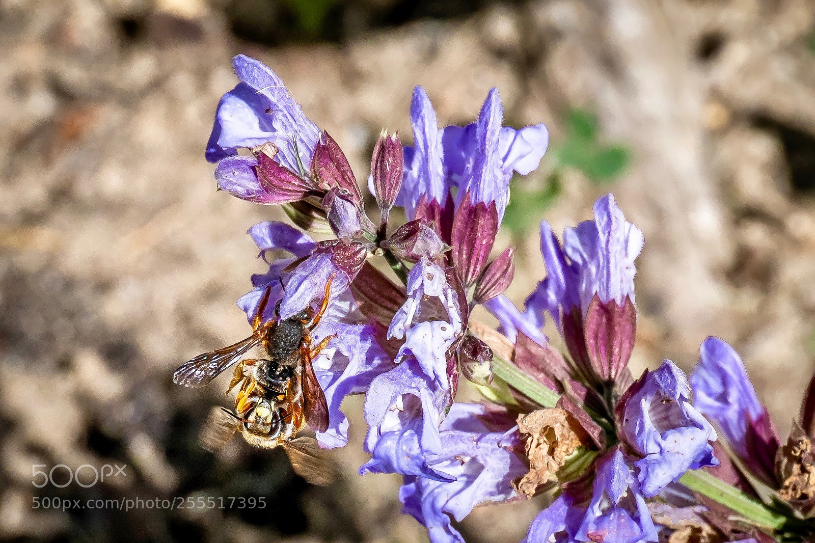 Fujifilm X-M1 sample photo. Api su fiori di photography