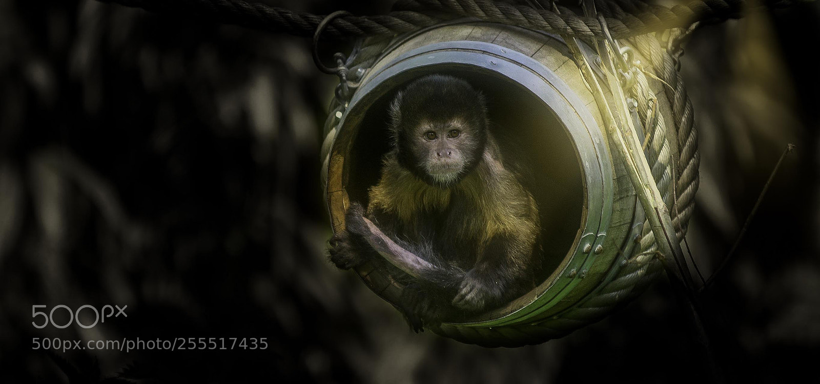 Nikon D610 sample photo. Monkey photography