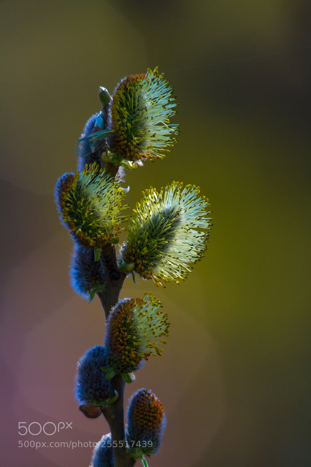 Canon EOS 7D sample photo. Salix photography