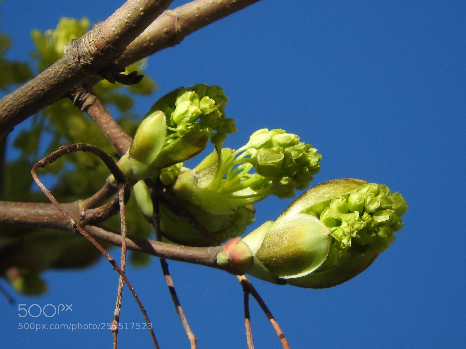 Nikon Coolpix P610 sample photo. Spring photography