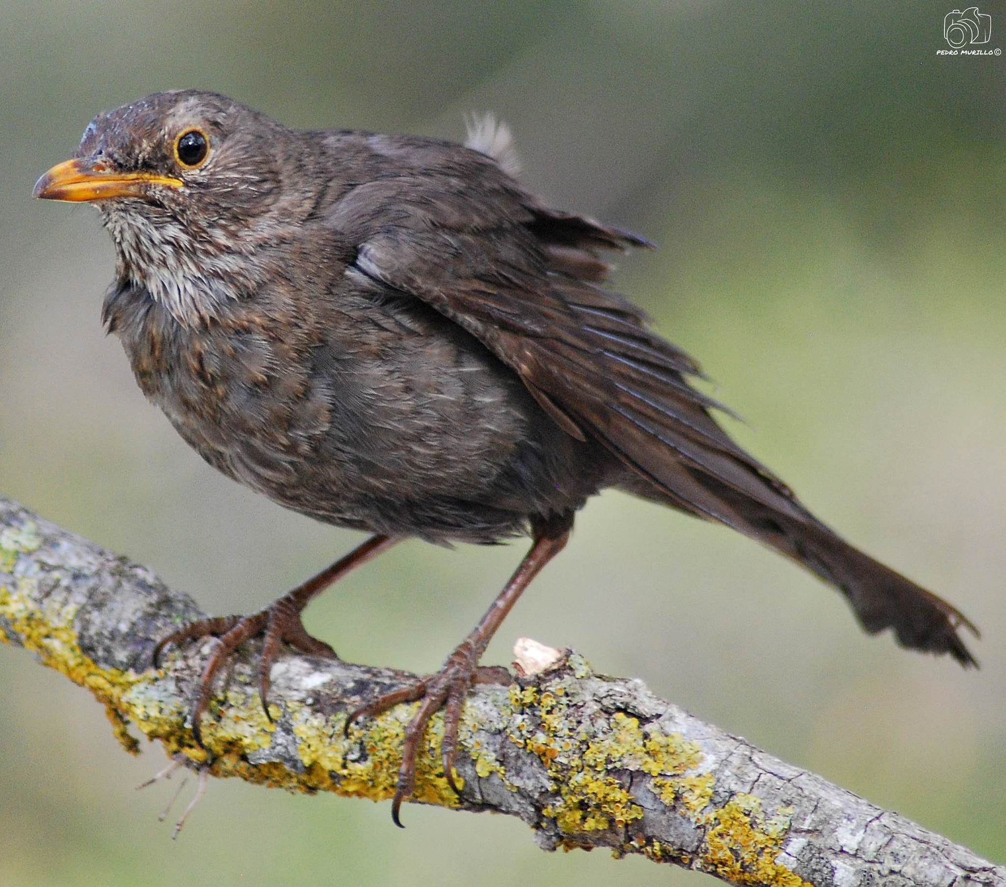 Nikon D60 sample photo