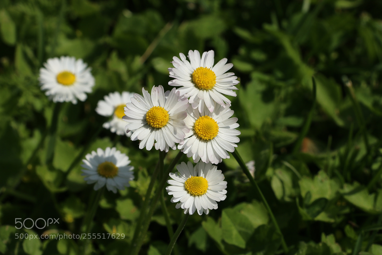 Canon EOS 70D sample photo. Daisy photography