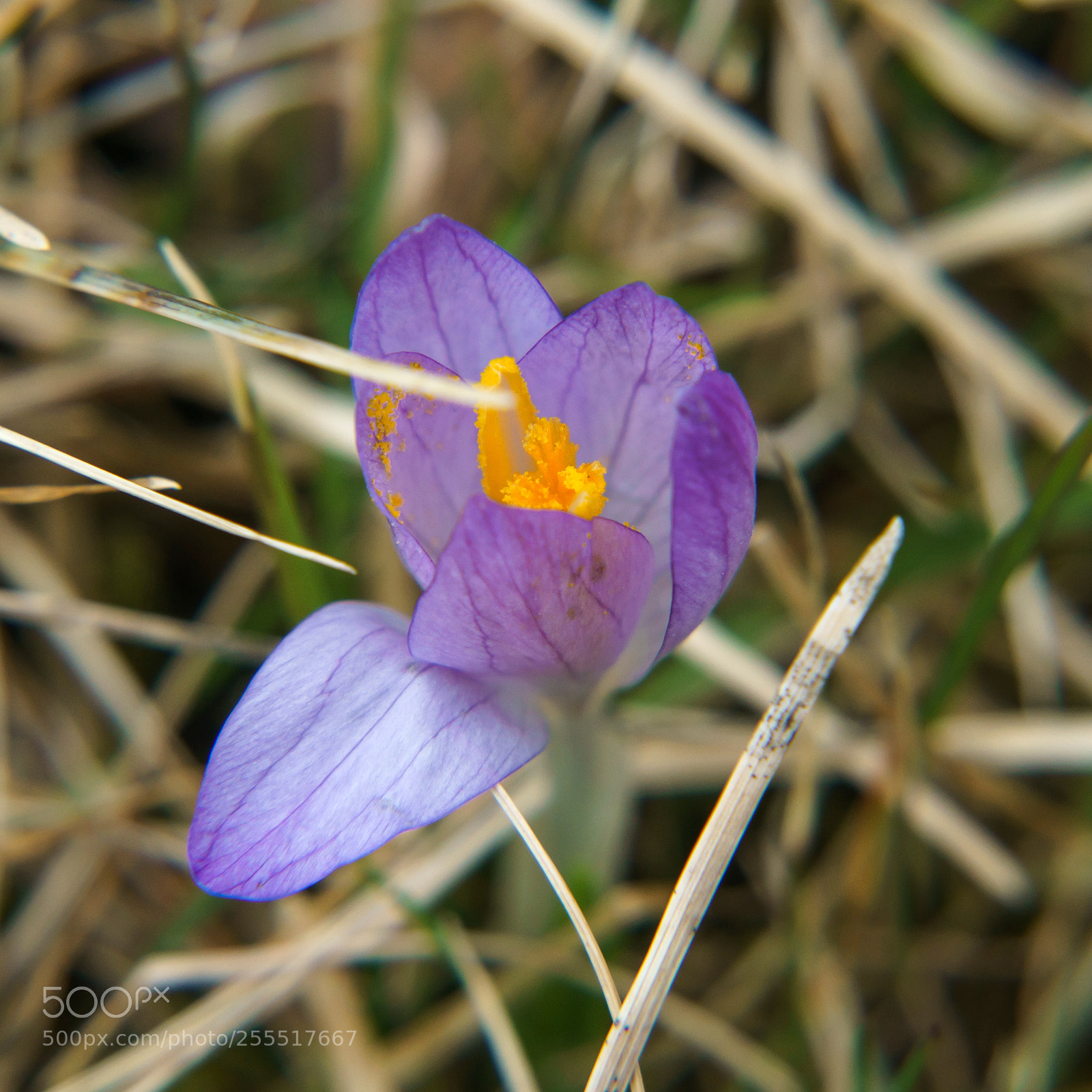 Sony a6000 sample photo. 20180427dsc08609_1.jpg photography