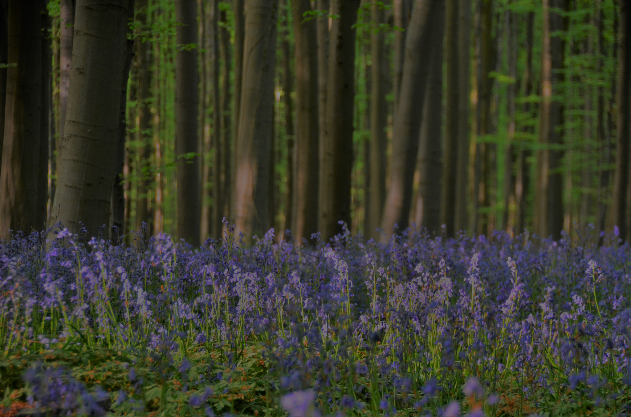 Nikon D7000 sample photo. Bluebells photography