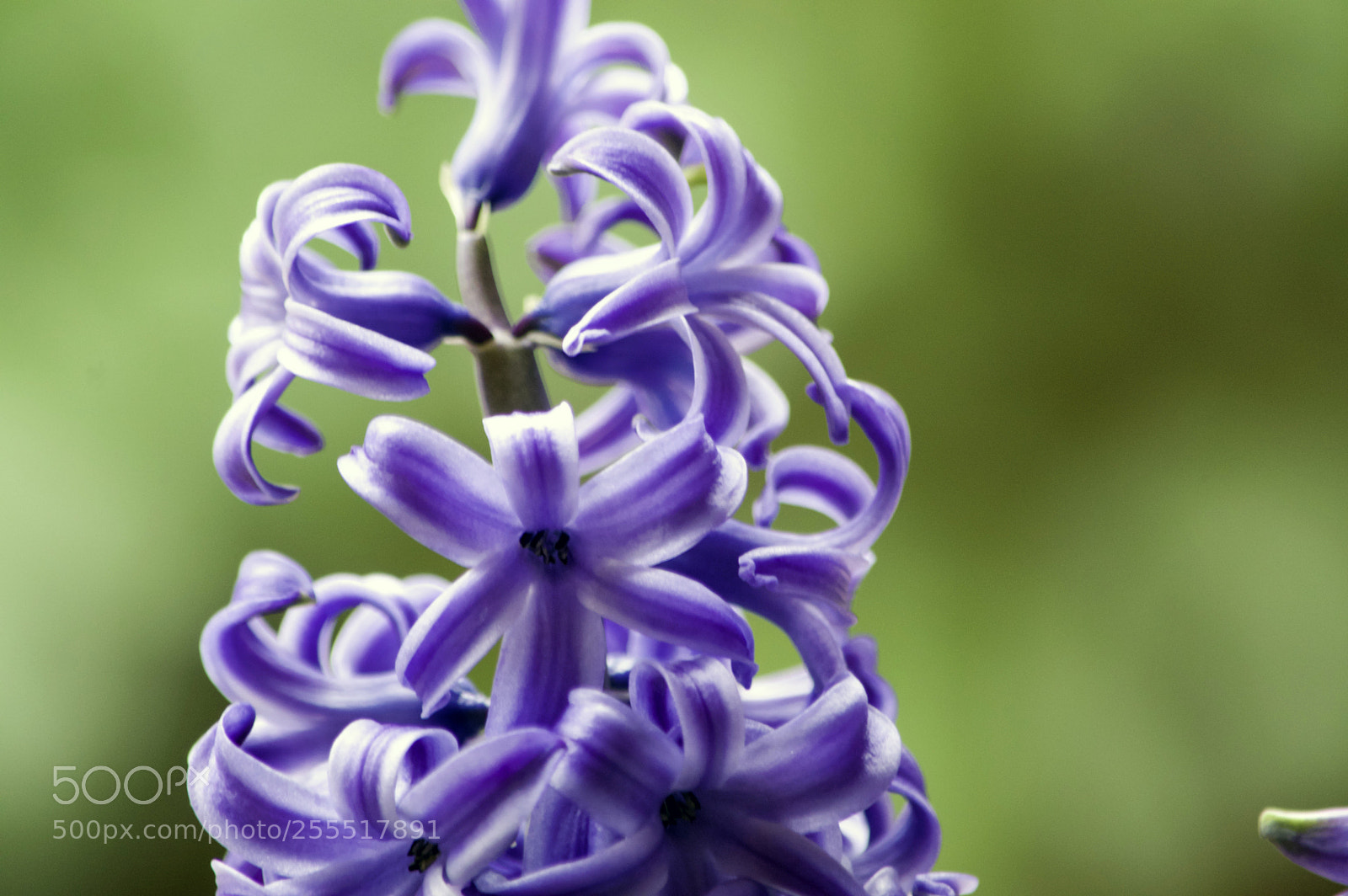 Nikon D3200 sample photo. Purple flora photography