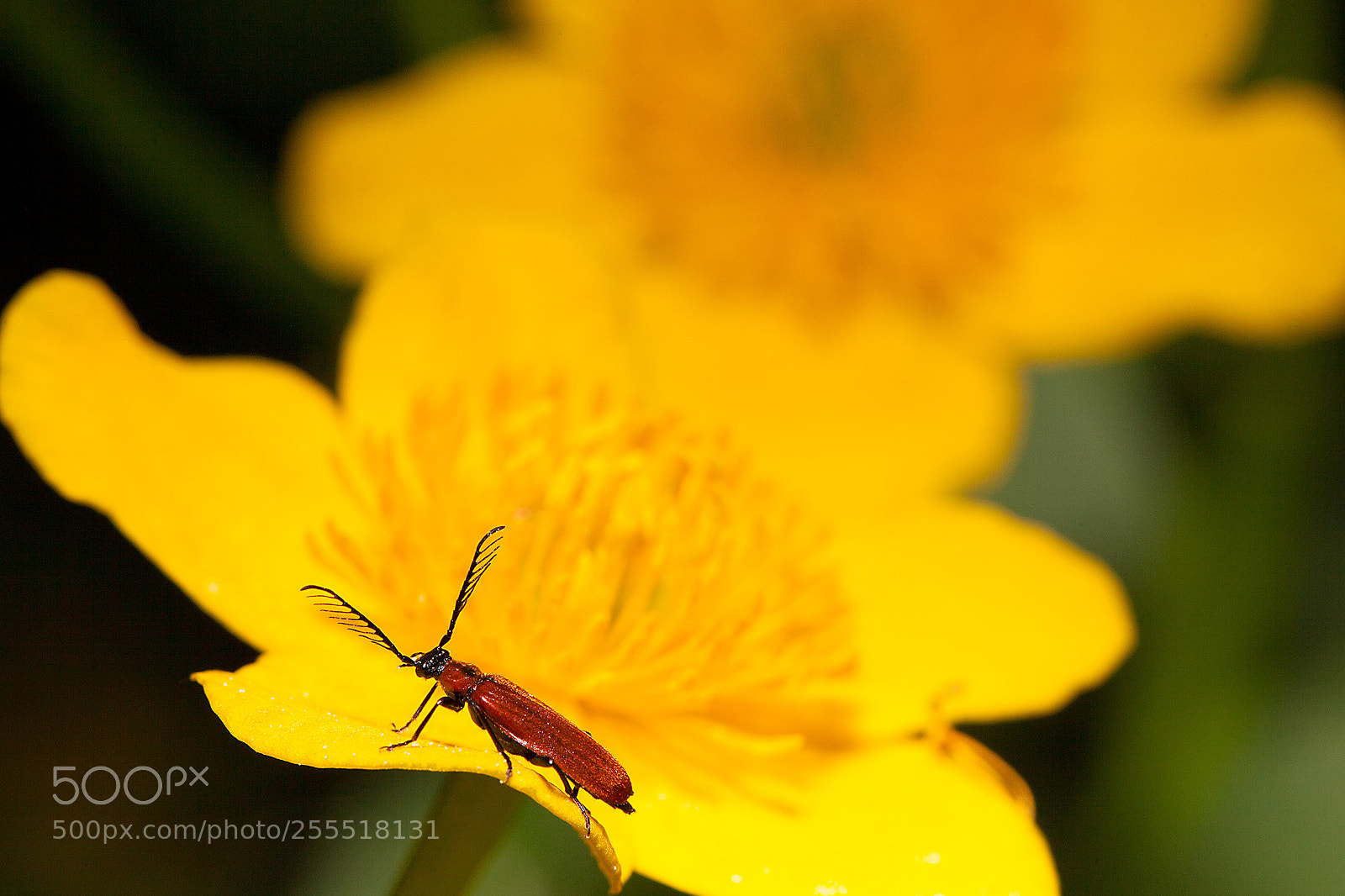 Canon EOS 5D Mark II sample photo. Microcosmos photography