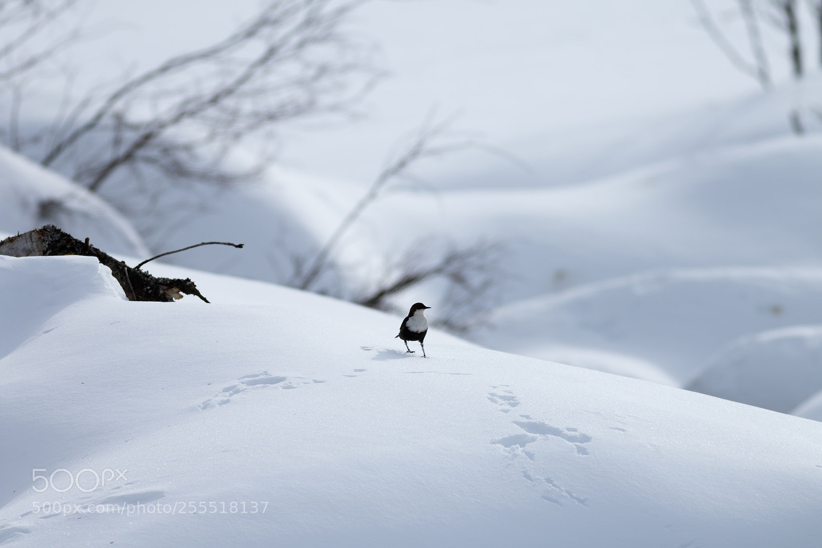 Canon EOS 7D Mark II sample photo. The spring's early bird photography