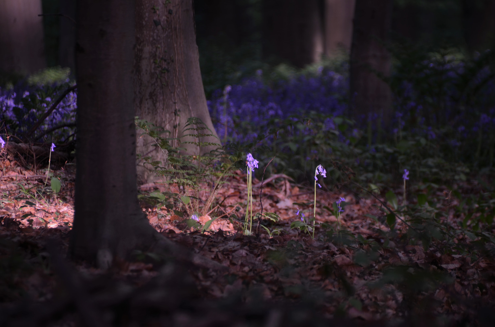 Nikon D7000 sample photo. The last sunray of the day photography