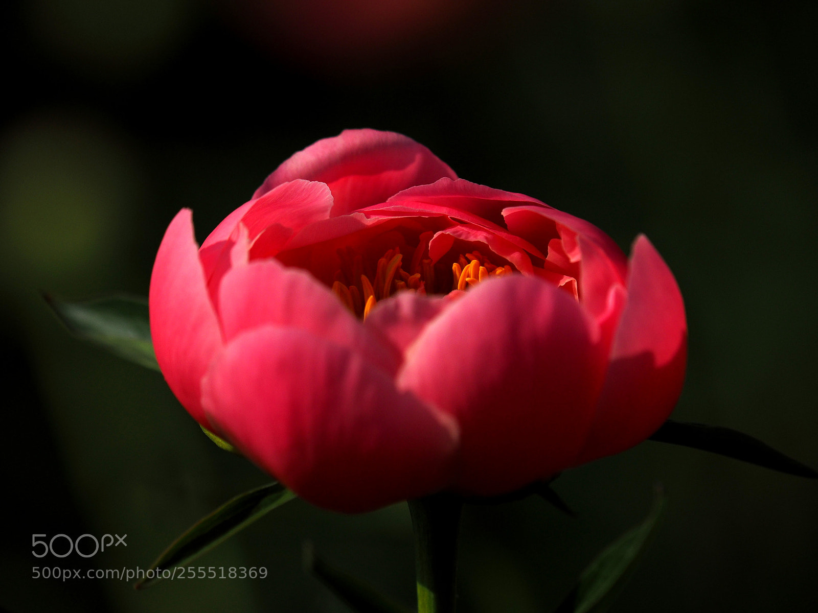 Olympus OM-D E-M1 sample photo. Oriental beauty photography