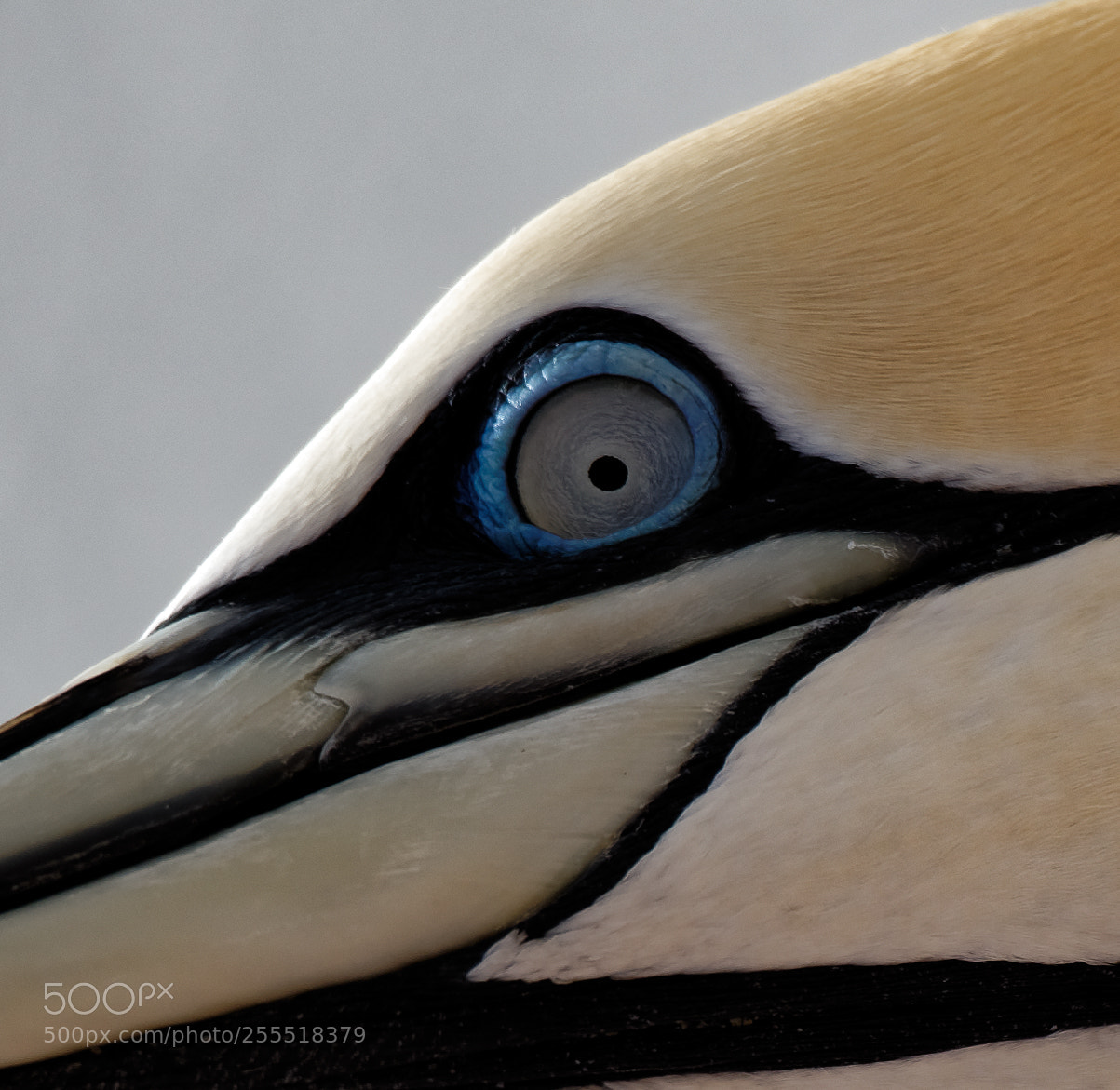 Nikon D600 sample photo. Eye to eye photography