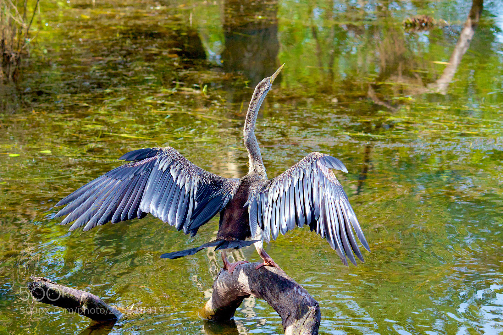 Canon EOS 600D (Rebel EOS T3i / EOS Kiss X5) sample photo. Australasian darter photography