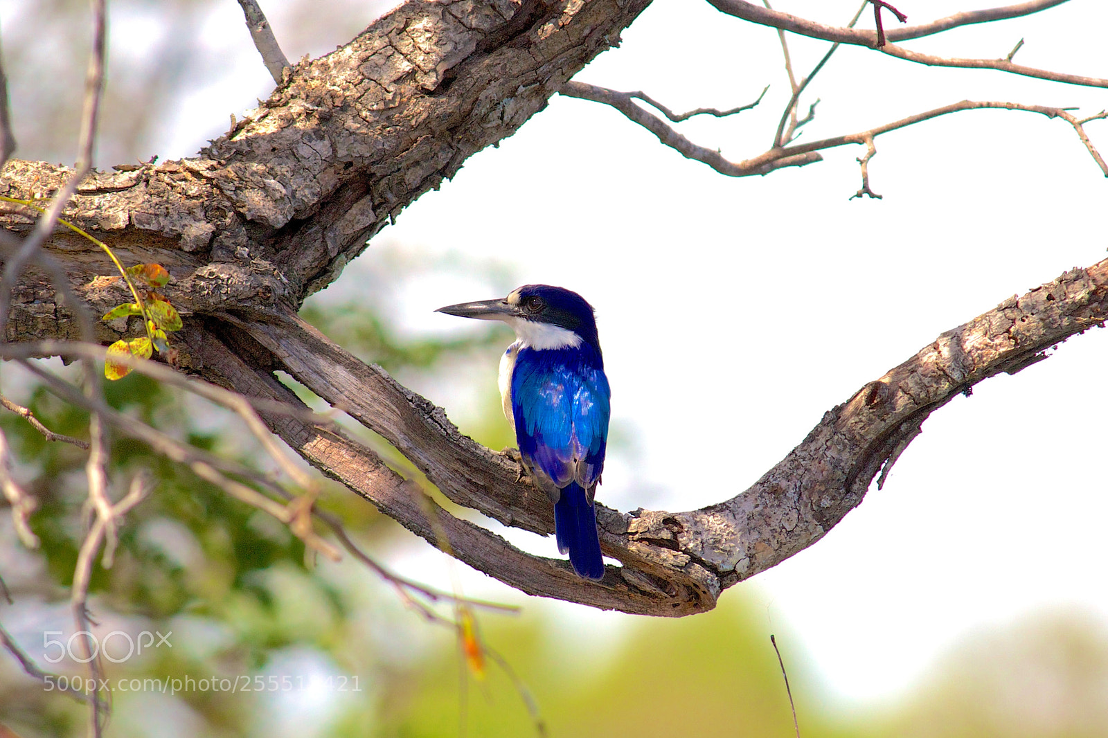 Canon EOS 600D (Rebel EOS T3i / EOS Kiss X5) sample photo. Blue-winged kingfisher photography