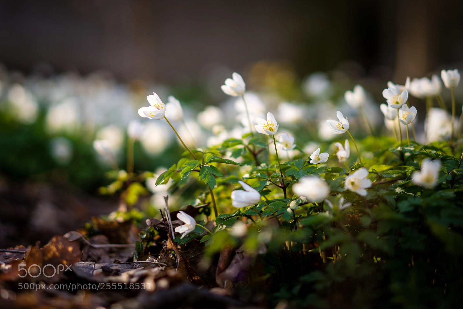 Sony a7R III sample photo. Wood anemone, 2018-04-27 photography