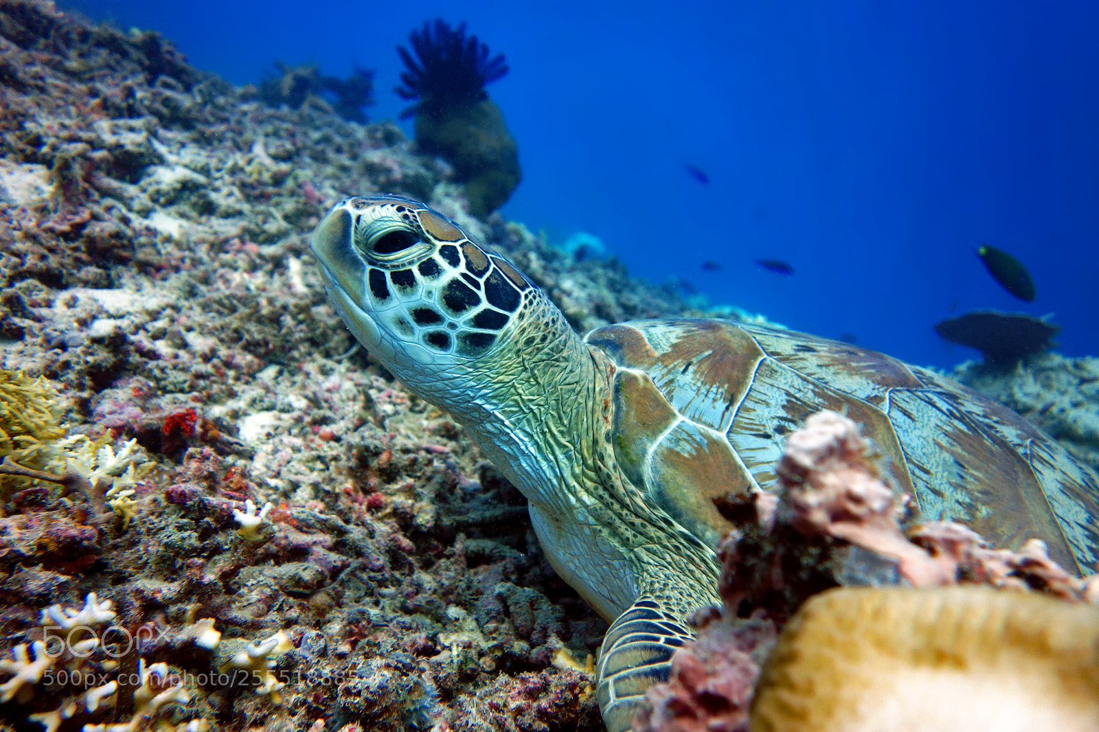 Sony Cyber-shot DSC-RX100 sample photo. Turtle photography