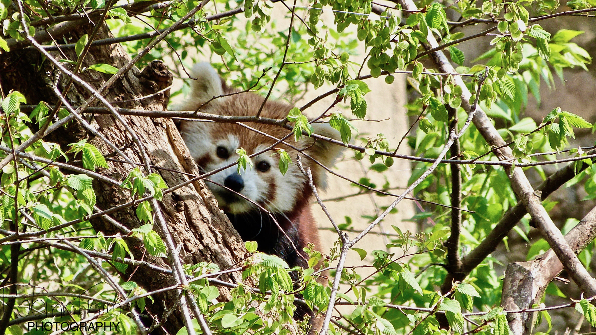 Panasonic Lumix DMC-FZ47 (Lumix DMC-FZ48) sample photo. ‘you can’t see me’  photography