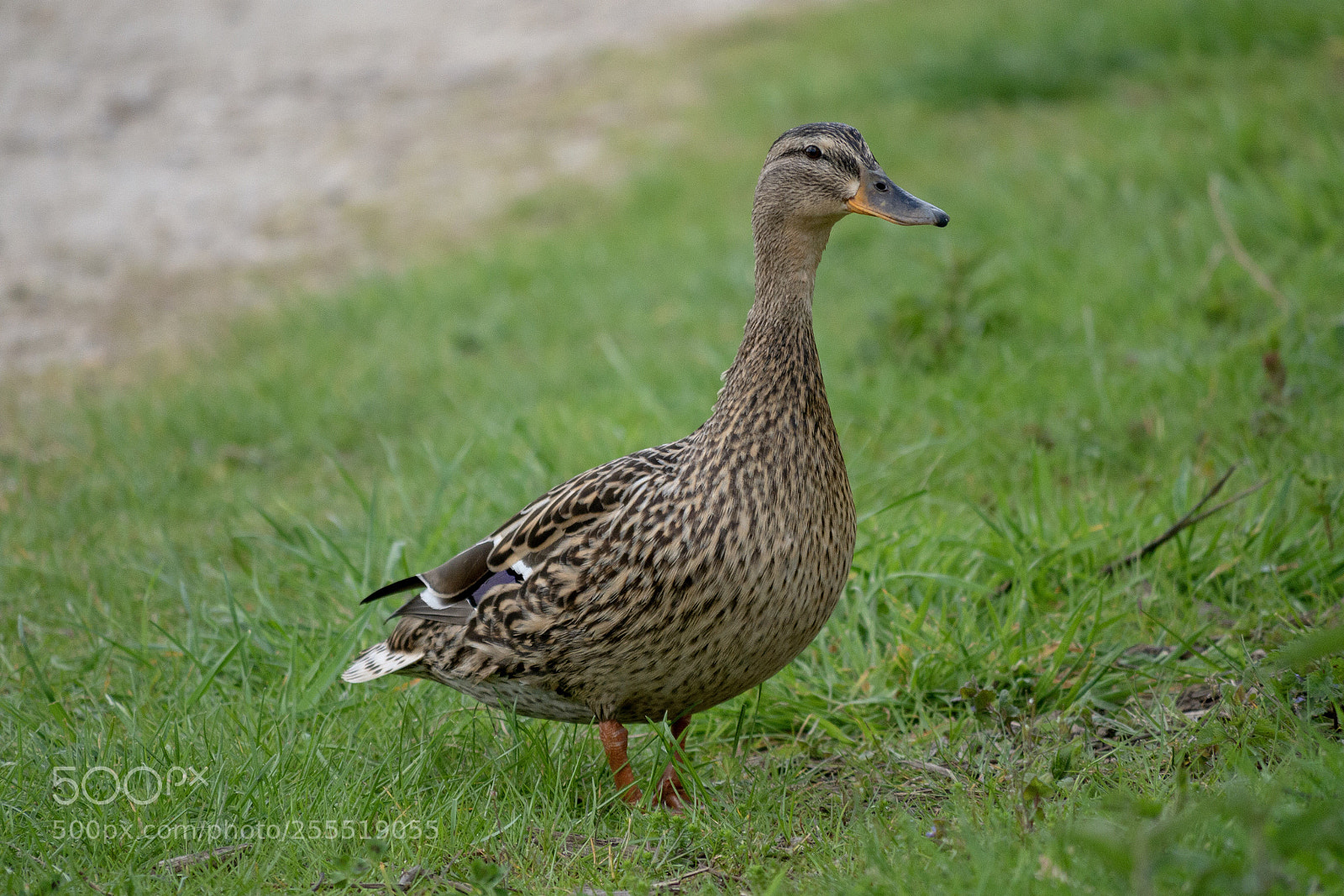 Panasonic Lumix DMC-G85 (Lumix DMC-G80) sample photo. Canard colvert photography