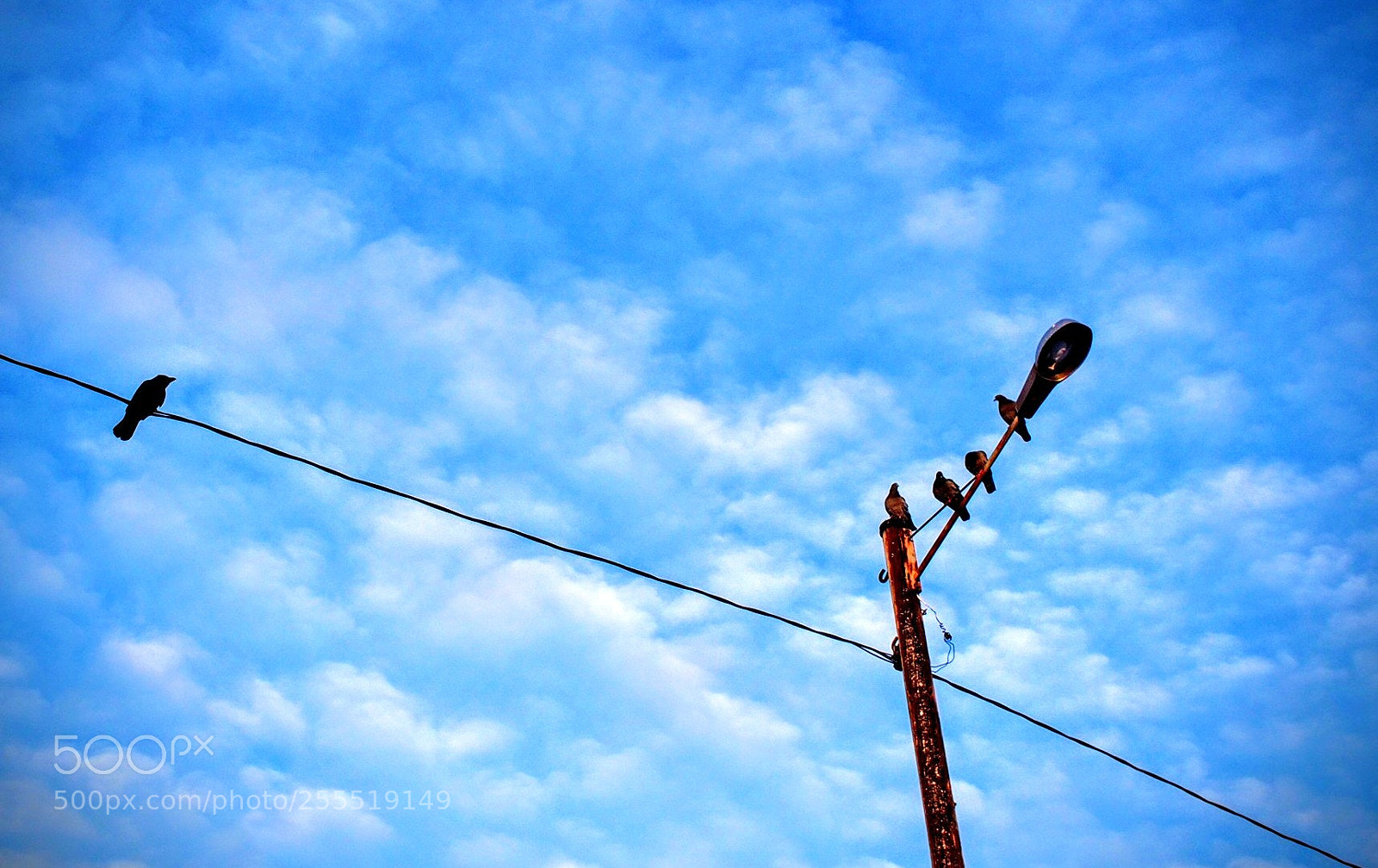 Olympus OM-D E-M5 sample photo. Bird watching birds photography