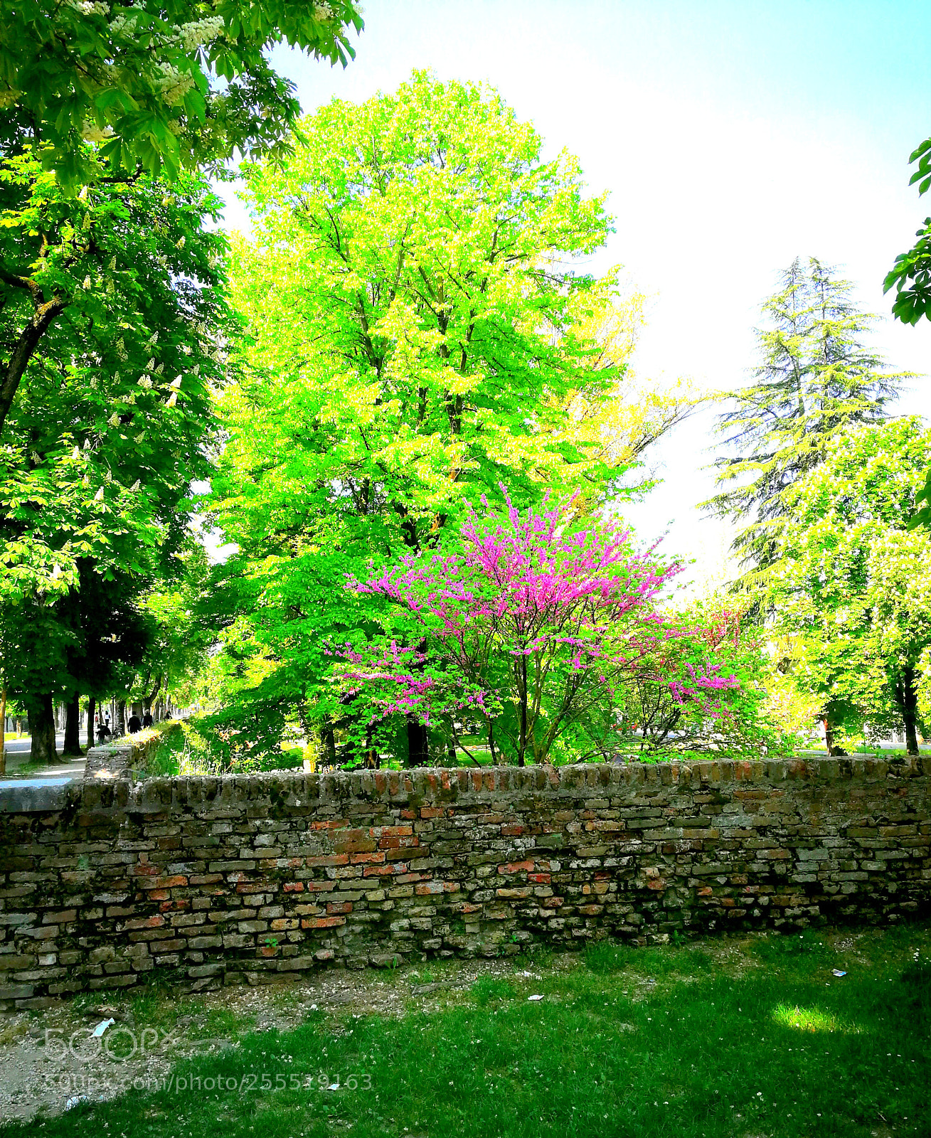 HUAWEI P10 sample photo. Fioritura ippocastani mura treviso photography