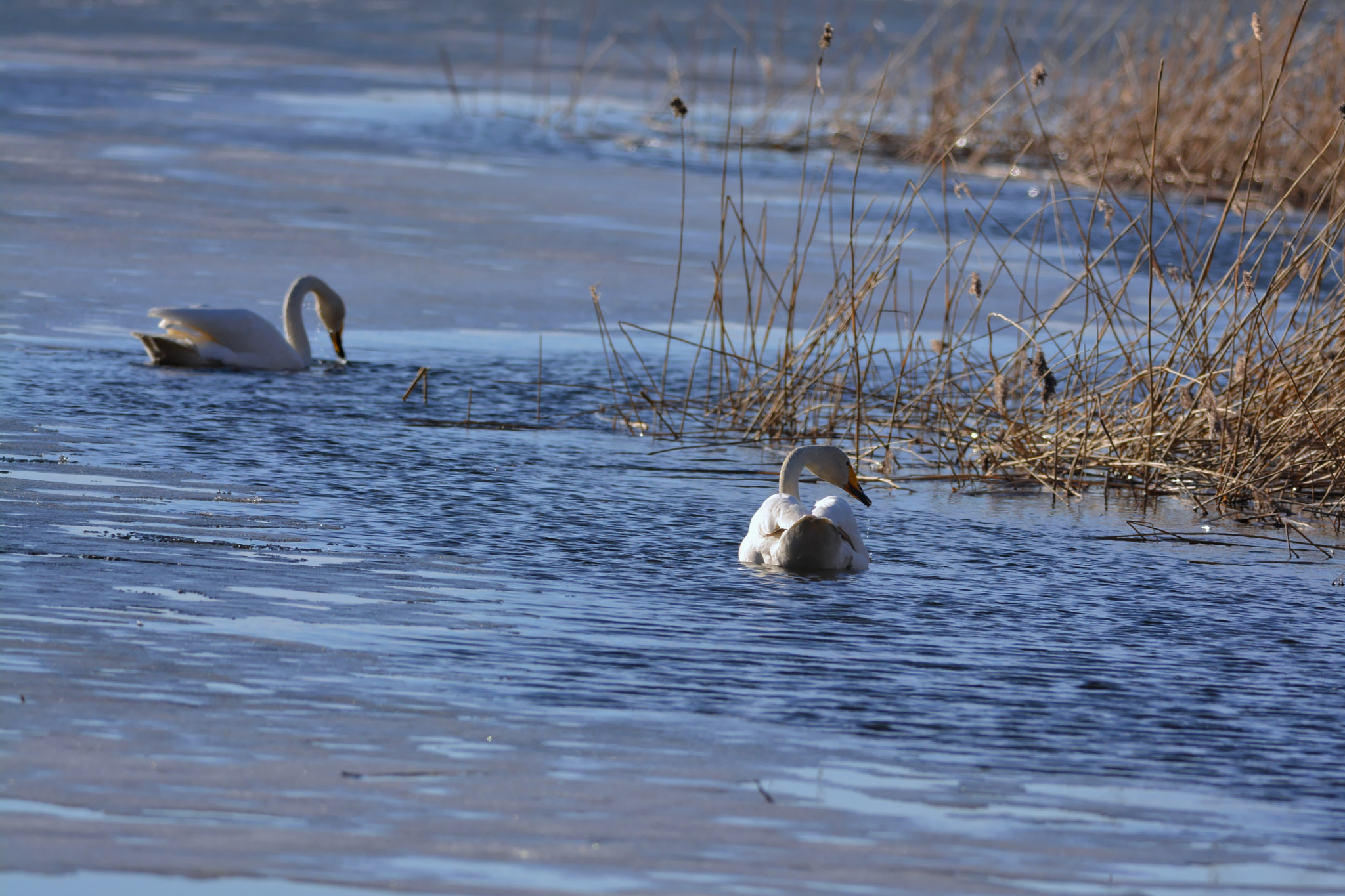 Nikon AF-S Nikkor 300mm F4D ED-IF sample photo. Swans photography